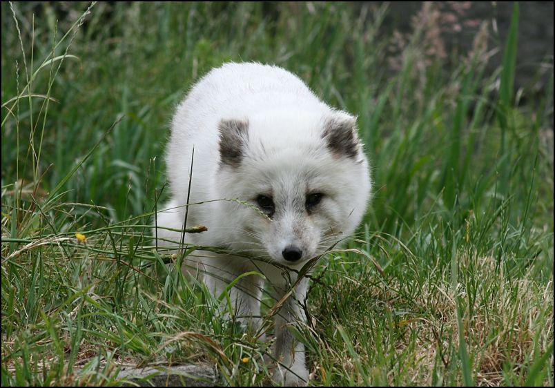 Arctic  Fox