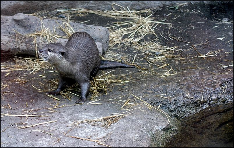  Otter