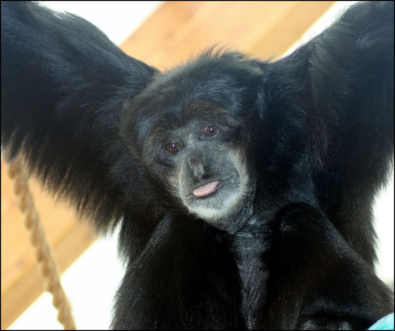 Gibbon