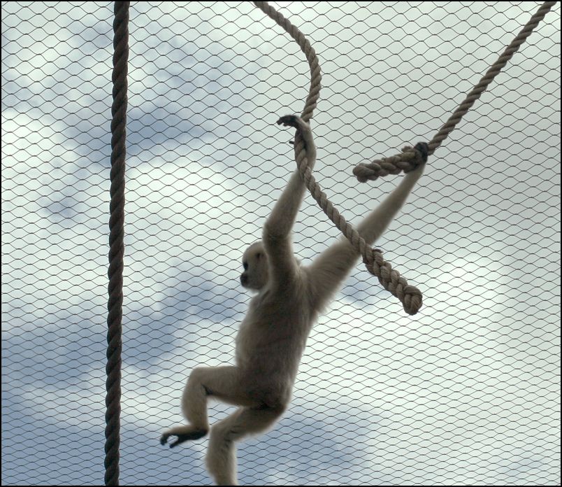 Gibbon