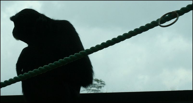 Gibbon
