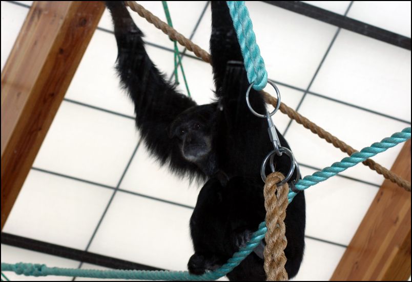 Gibbon