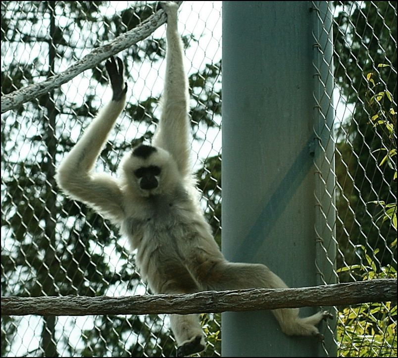 Gibbon