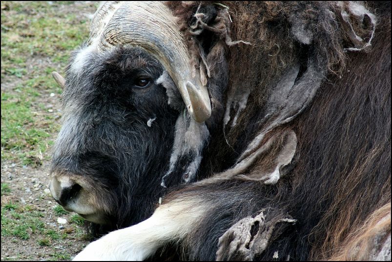 Muskox