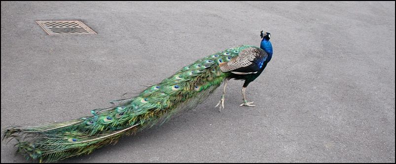 Peacock