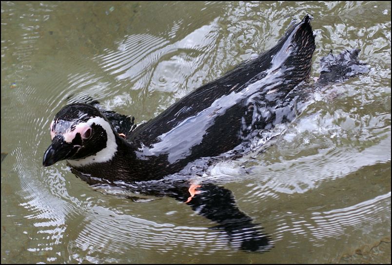 Penguins