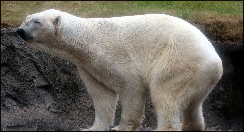 Polar Bear