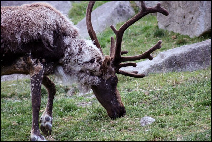 Reindeer