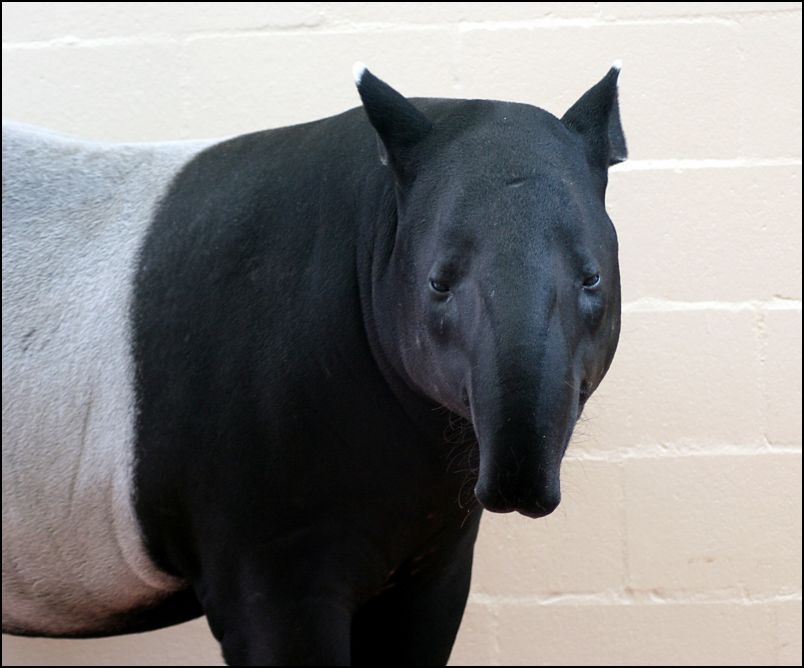 Tapir