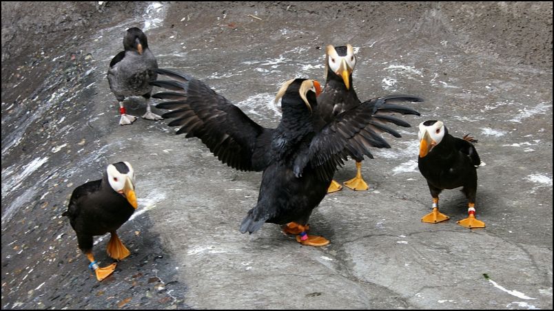 Tufted Puffin