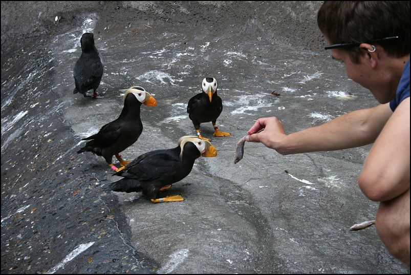 Tufted Puffin