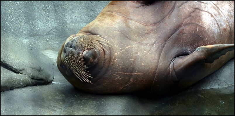Walrus