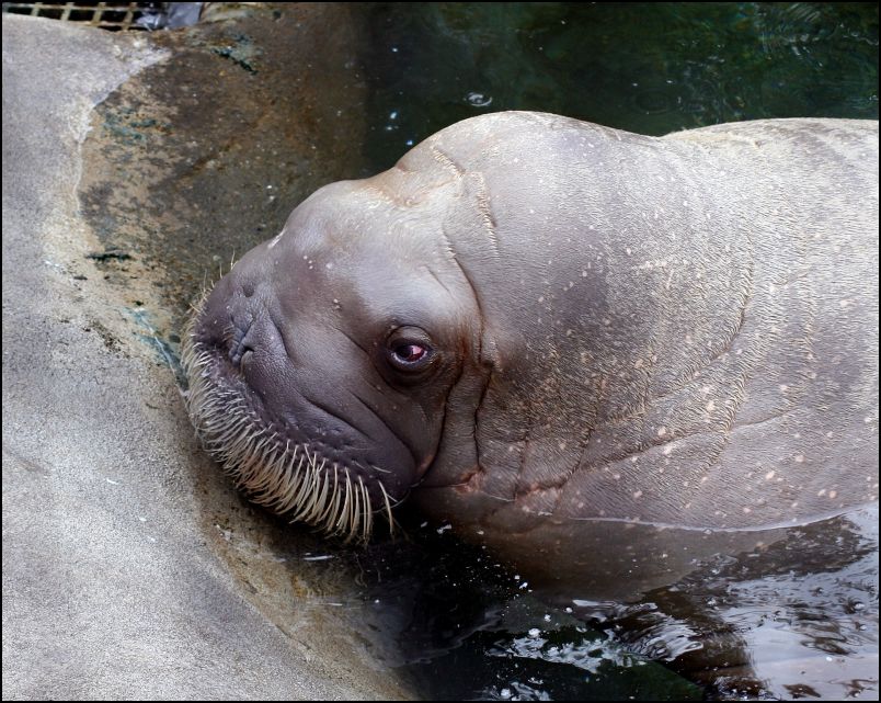 Walrus