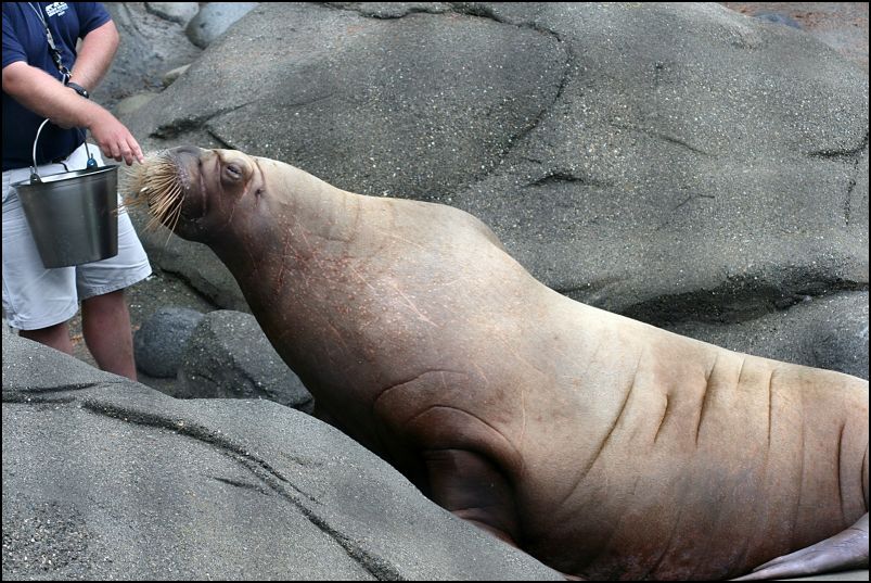 Walrus